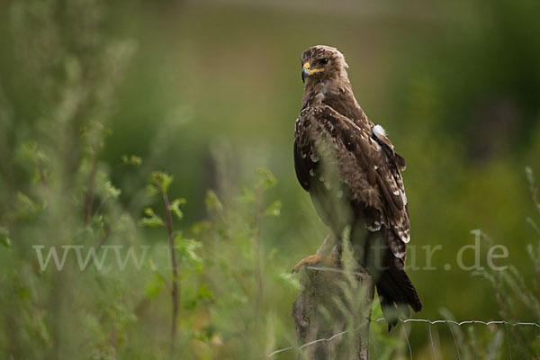 Schreiadler (Aquila pomarina)