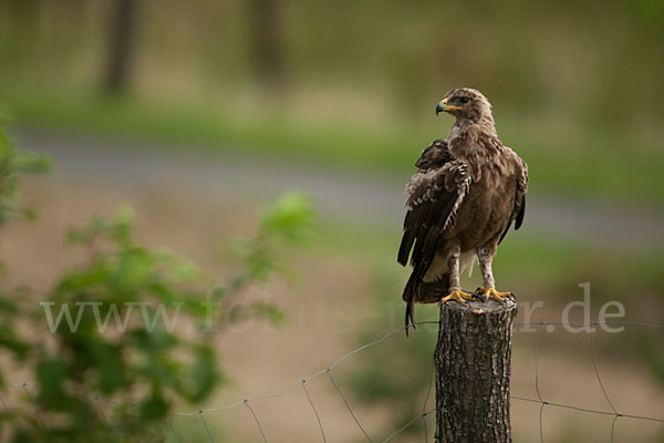 Schreiadler (Aquila pomarina)