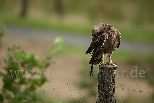 Schreiadler (Aquila pomarina)