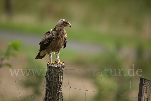 Schreiadler (Aquila pomarina)