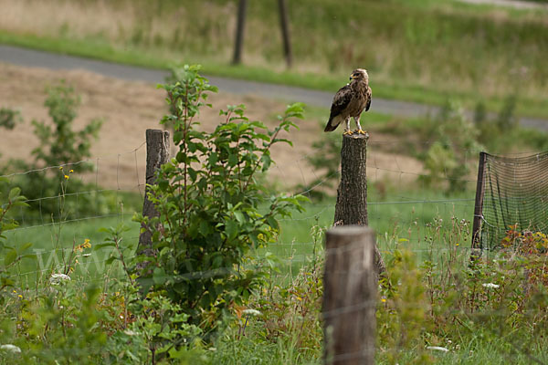 Schreiadler (Aquila pomarina)