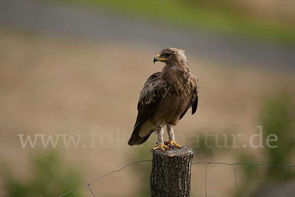 Schreiadler (Aquila pomarina)