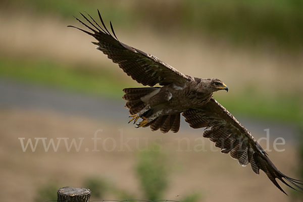 Schreiadler (Aquila pomarina)