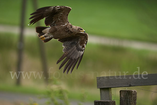 Schreiadler (Aquila pomarina)