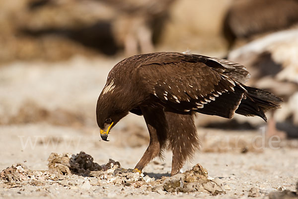 Schreiadler (Aquila pomarina)