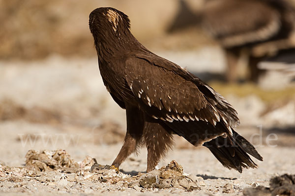 Schreiadler (Aquila pomarina)