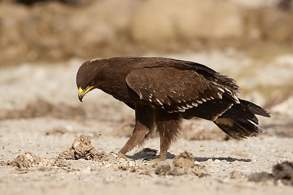 Schreiadler (Aquila pomarina)