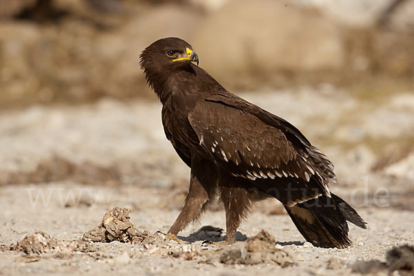 Schreiadler (Aquila pomarina)