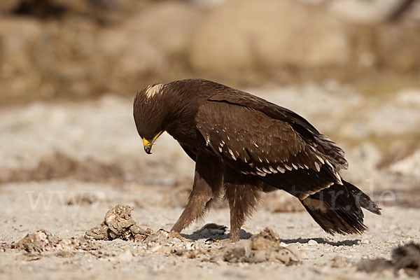 Schreiadler (Aquila pomarina)