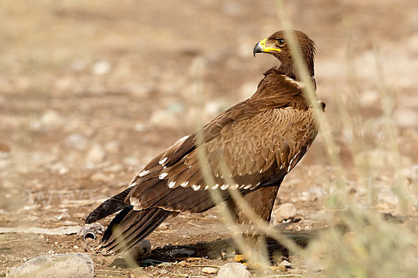 Schreiadler (Aquila pomarina)