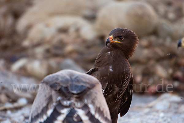 Schreiadler (Aquila pomarina)