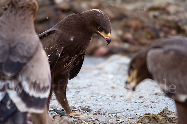 Schreiadler (Aquila pomarina)