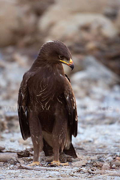 Schreiadler (Aquila pomarina)