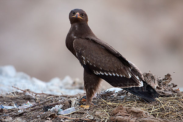 Schreiadler (Aquila pomarina)