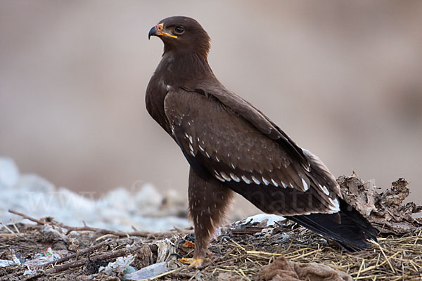 Schreiadler (Aquila pomarina)