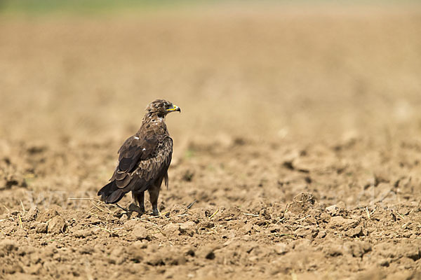 Schreiadler (Aquila pomarina)