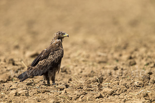 Schreiadler (Aquila pomarina)