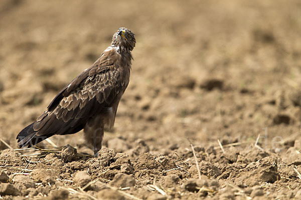 Schreiadler (Aquila pomarina)