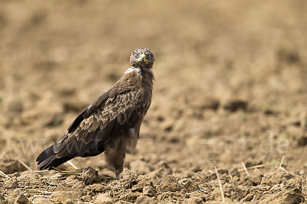 Schreiadler (Aquila pomarina)