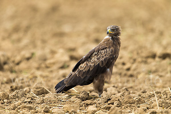 Schreiadler (Aquila pomarina)