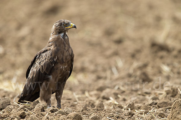 Schreiadler (Aquila pomarina)