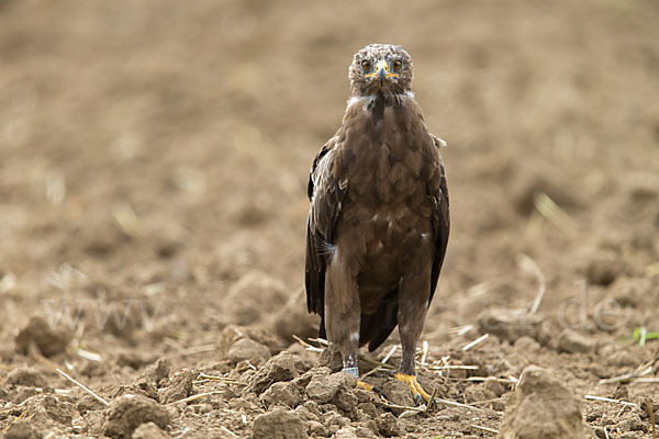 Schreiadler (Aquila pomarina)