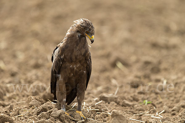 Schreiadler (Aquila pomarina)