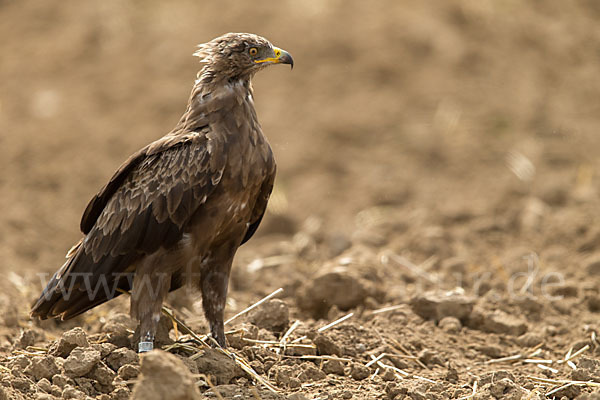 Schreiadler (Aquila pomarina)