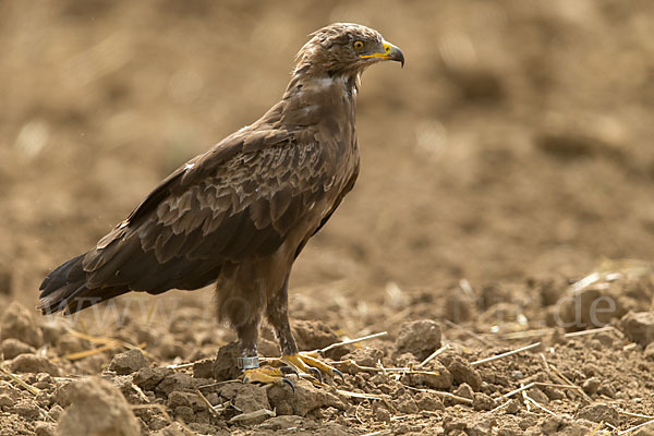 Schreiadler (Aquila pomarina)