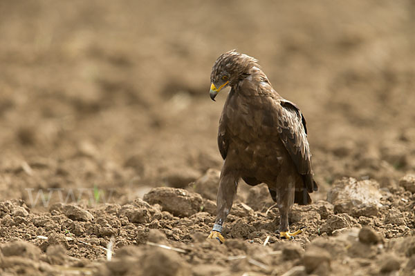 Schreiadler (Aquila pomarina)