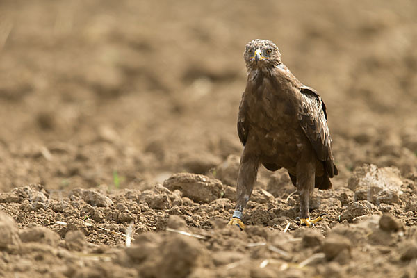 Schreiadler (Aquila pomarina)