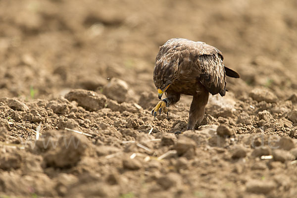 Schreiadler (Aquila pomarina)