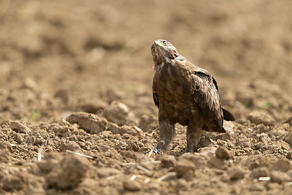 Schreiadler (Aquila pomarina)