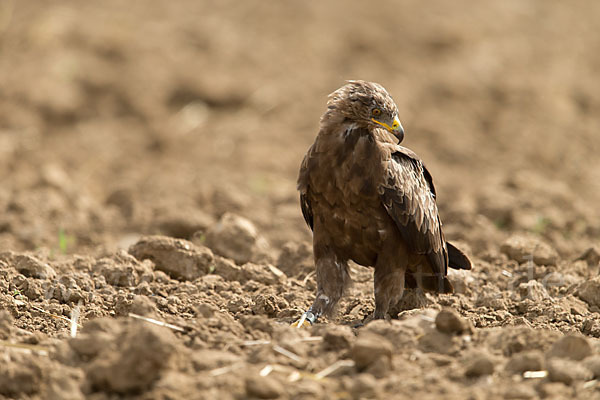 Schreiadler (Aquila pomarina)