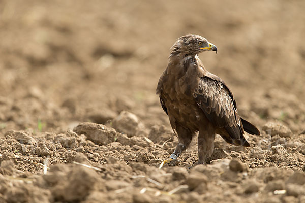 Schreiadler (Aquila pomarina)