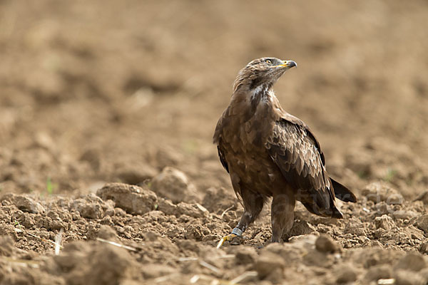 Schreiadler (Aquila pomarina)