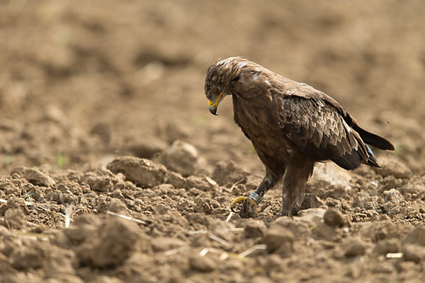 Schreiadler (Aquila pomarina)