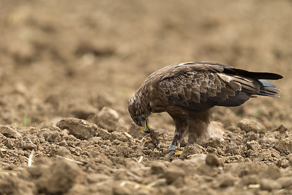 Schreiadler (Aquila pomarina)