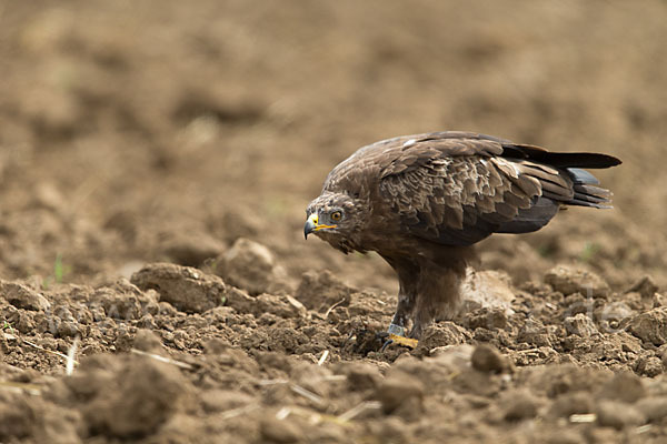 Schreiadler (Aquila pomarina)