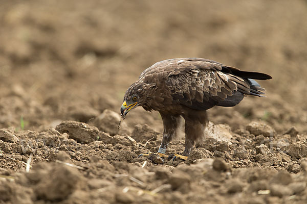 Schreiadler (Aquila pomarina)