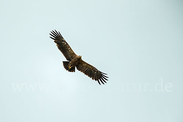 Schreiadler (Aquila pomarina)