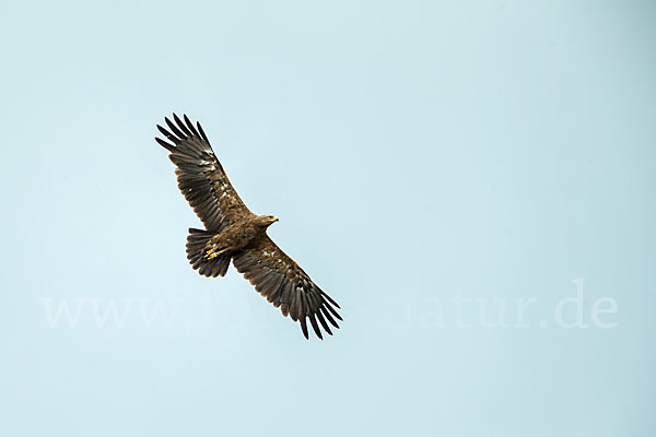 Schreiadler (Aquila pomarina)