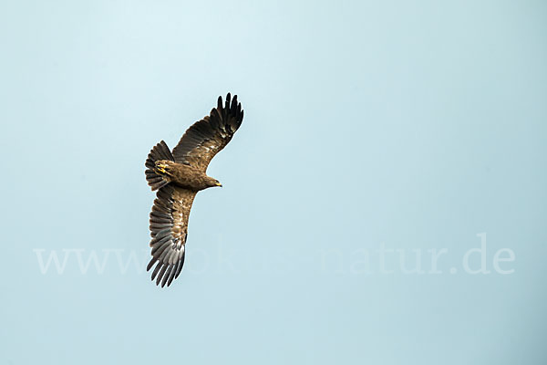 Schreiadler (Aquila pomarina)