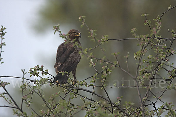 Schreiadler (Aquila pomarina)