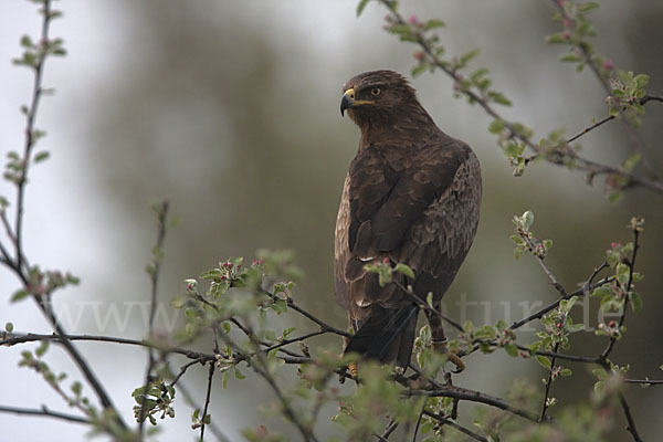 Schreiadler (Aquila pomarina)