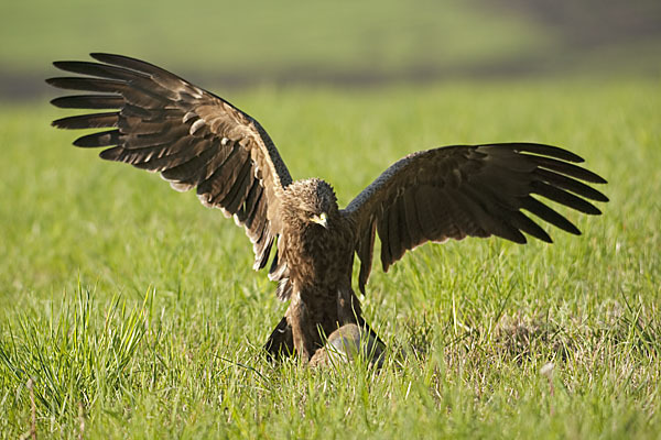 Schreiadler (Aquila pomarina)