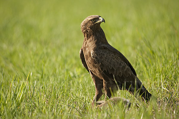 Schreiadler (Aquila pomarina)