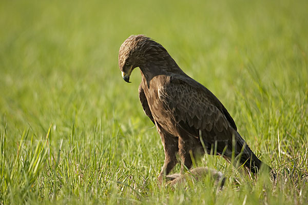 Schreiadler (Aquila pomarina)