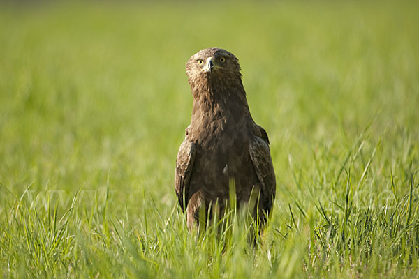 Schreiadler (Aquila pomarina)