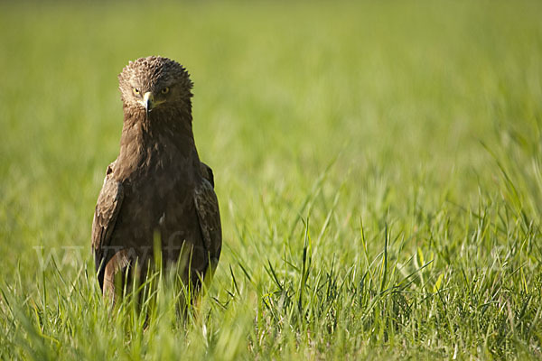 Schreiadler (Aquila pomarina)